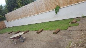 Lovely Lawn During